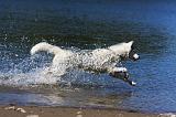 SIBERIAN HUSKY 556